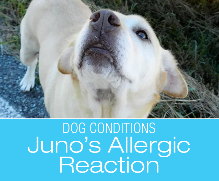 Allergic Reaction in a Dog: How Can A Routine Walk Turn Into An Emergency: Juno's Story