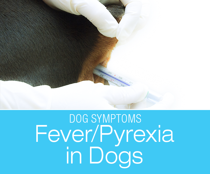 My Dog Has a Fever: What does it mean when a dog has a fever?