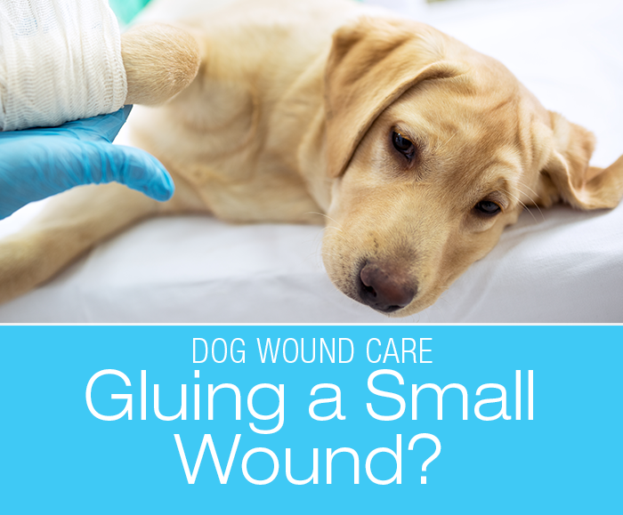 Gluing A Small Wound: Can You Use Glue as First Aid for Small Canine Cuts and Wounds