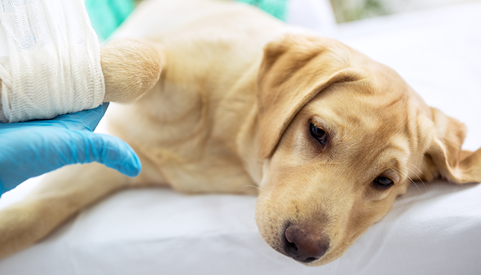 Gluing A Small Wound: Can You Use Glue as First Aid for Small Canine Cuts and Wounds