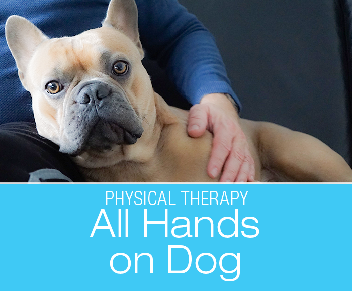 All Hands On Dog: Benefits of Physical Contact