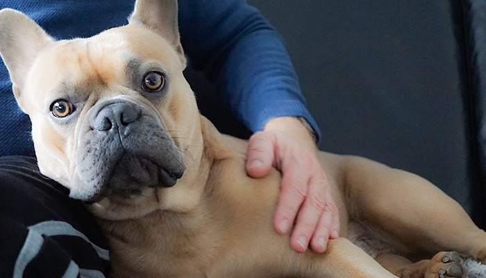 All Hands On Dog: Benefits of Physical Contact