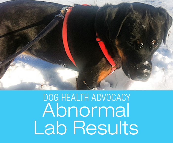 Abnormal Lab Results: How Far To Take It When The Dog Isn't Sick?