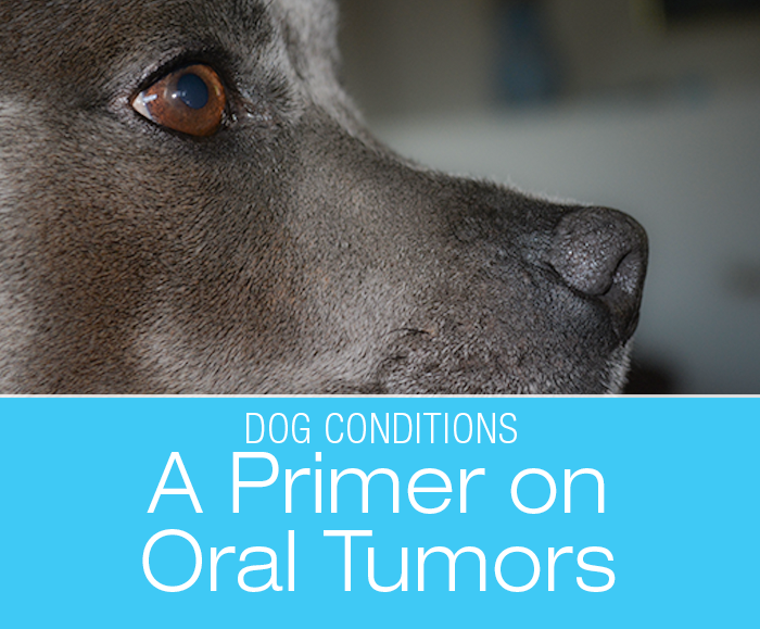 A Primer on Oral Tumors in Dogs
