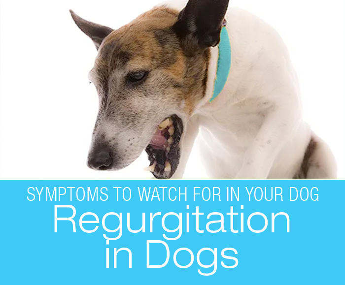 Regurgitation in Dogs