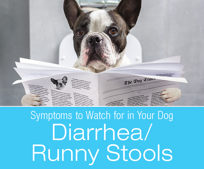 Diarrhea/Runny Stools in Dogs: Why Is My Dog's Poop Runny?