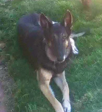 Ruby's Journey with Hip Dysplasia