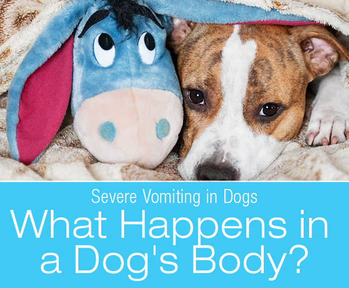 Severe Vomiting in Dogs: What Happens in a Dog's Body with Severe Vomiting?