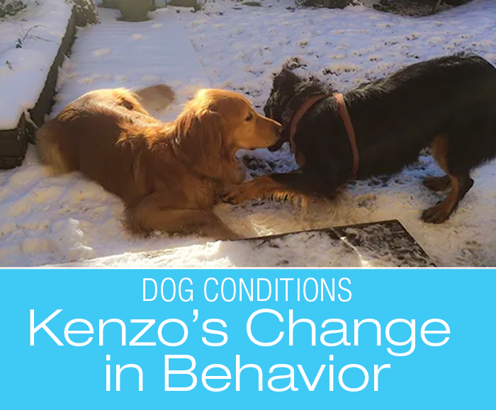 Change In Your Dog's Behavior?