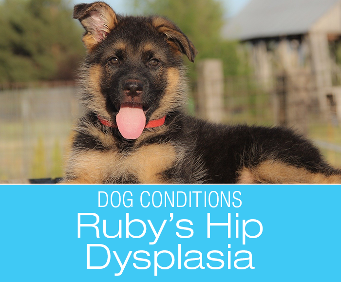 Ruby's Journey with Hip Dysplasia