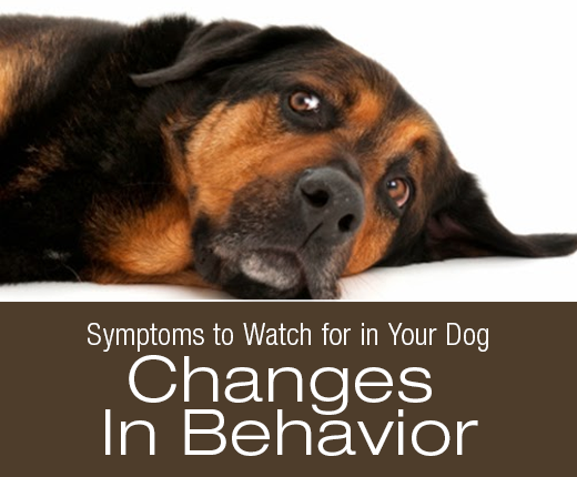 Symptoms To Watch For In Your Dog Changes In Behavior My Dogs Symptoms