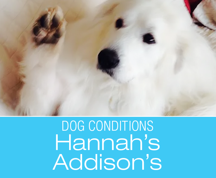 Hannah Gets Ill: Addison's Disease Awareness—What's Wrong With Hannah?