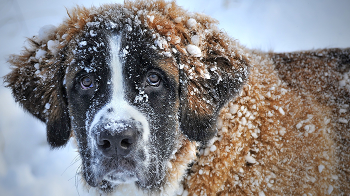 Hypothermia in Dogs: What Happens in a Dog’s Body with Hypothermia?