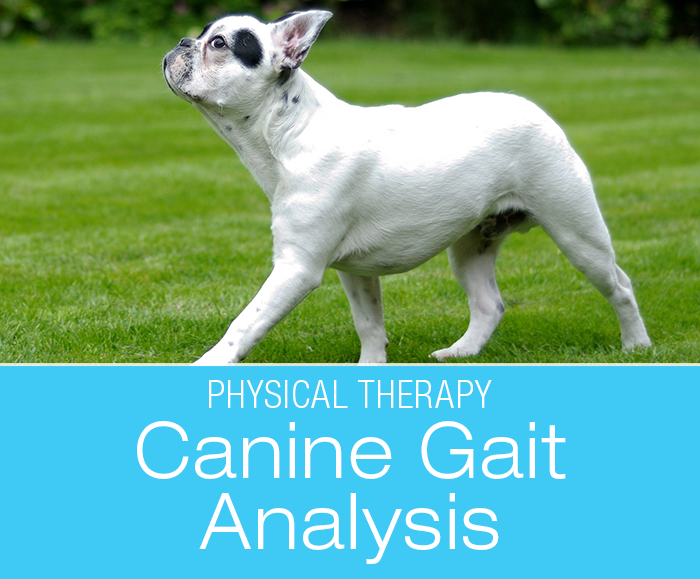 Understanding Canine Gait: Significance of Analyzing Your Dog's Gait