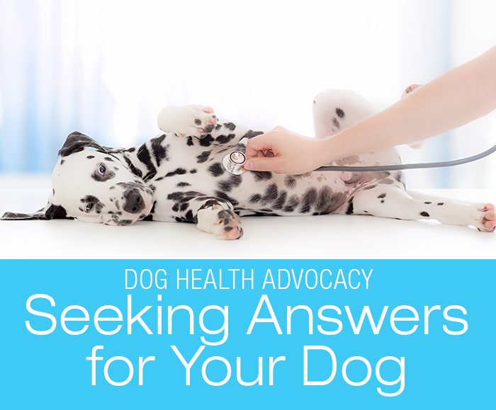 Seeking Answers for Your Dog: The Evolution Of My View Of Vets, the Universe and Everything