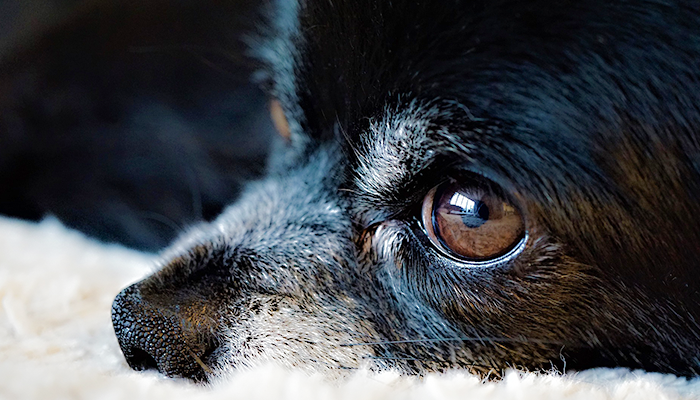 Why Is My Dog Trembling: Shaking or Shivering in Dogs