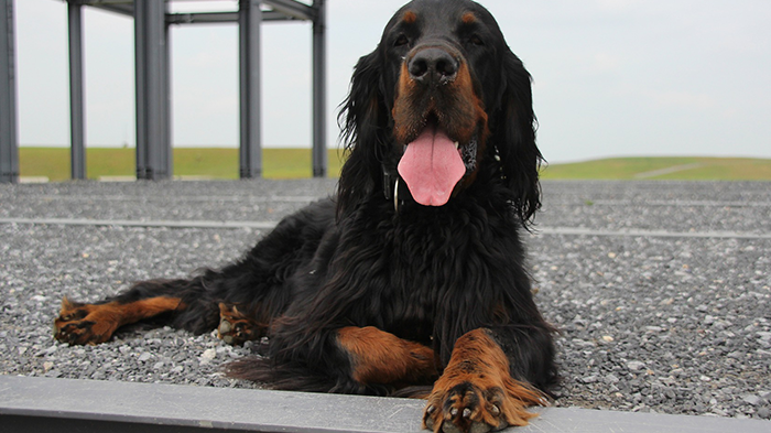 Managing Your Dog’s Care Plan: Taking an Active Role in Your Dog’s Treatment