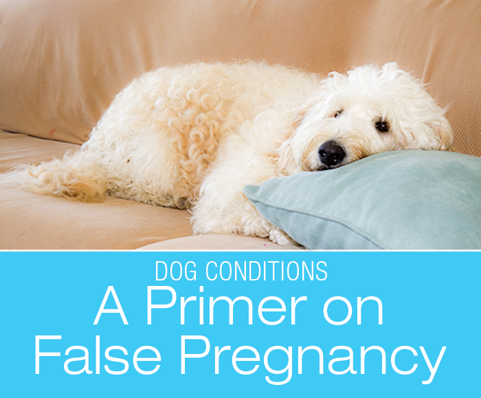 A Primer on False Pregnancy in Dogs