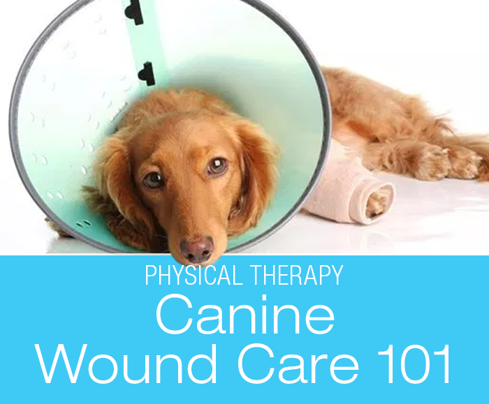 Canine Wound Care 101: Classification, treatment, and physical therapy 