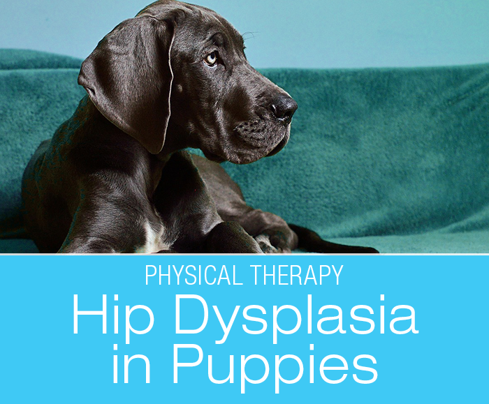 Hip Dysplasia in Puppies: Prevention and Management