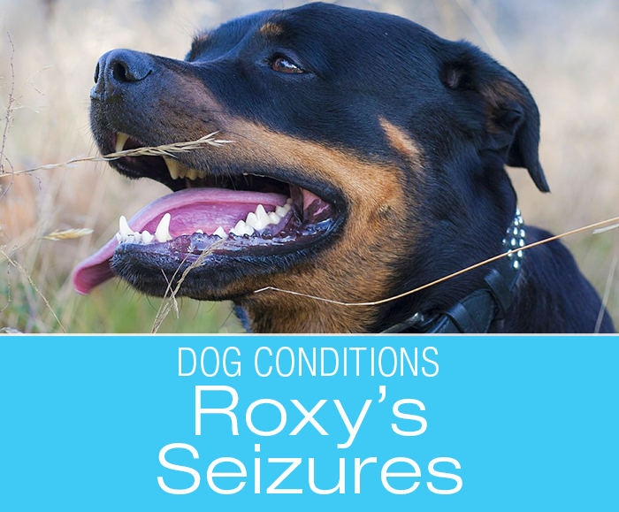 Seizures in Dogs: All From a Tooth Abscess? "Help, Roxy Fell"