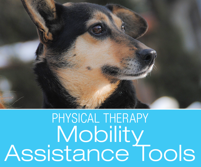 Dog Mobility Assistance Products