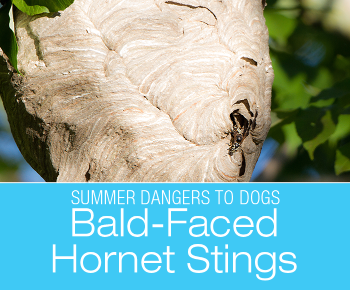 Summer Dangers to Dogs: Cookie Gets Stung by a Bald-faced Hornet