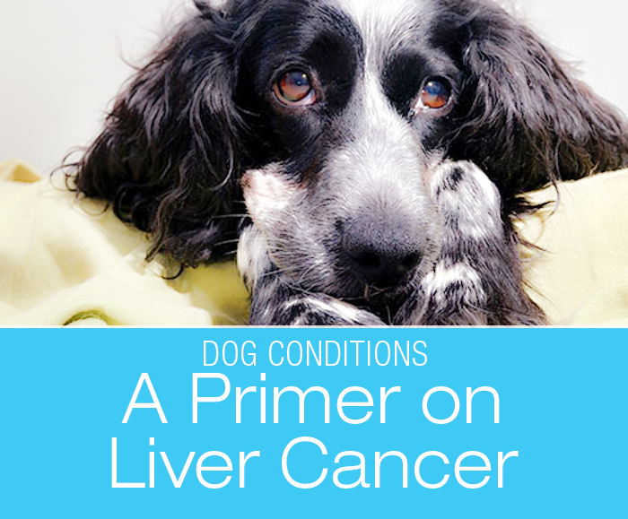 A Primer on Liver Cancer in Dogs