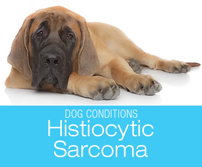 Canine Histiocytic Sarcoma: Elly's Story