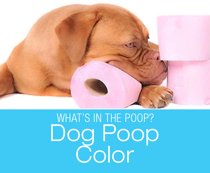 Dog Poop Color