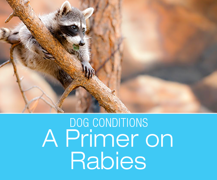 A Primer on Rabies in Dogs: Rabies in wild animals is most common in bats, skunks, raccoons, and foxes.