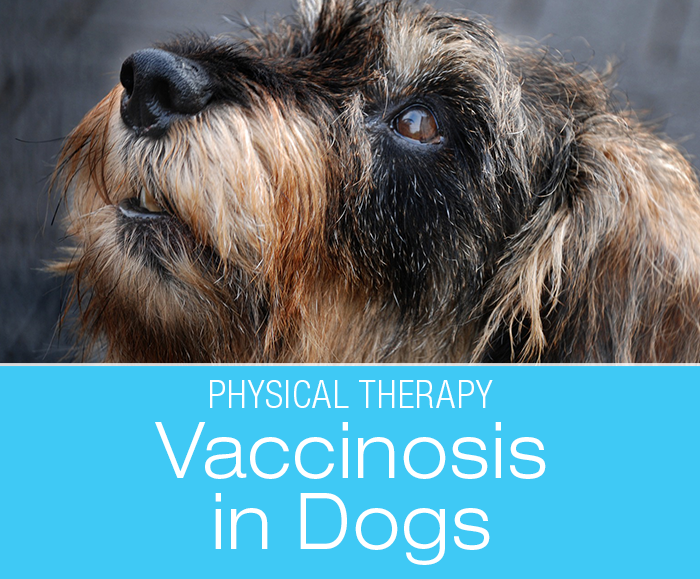 Vaccinosis in Dogs: A Vexing Conundrum. Can Physical Therapy Help?