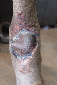 Canine Post-Op Wounds: Taking Care of JD's Wounds