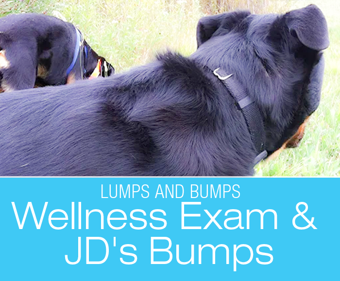 Canine Lumps and Bumps: It's That Time of the Year Again—Annual Wellness Exam and JD's Bumps