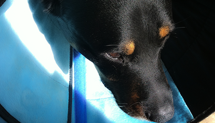 Canine Mast Cell Tumors: JD’s Mast Cell Tumor Diagnostics, Strategy, and Treatment