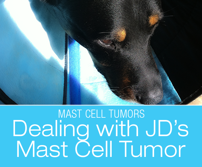 Canine Mast Cell Tumors: JD's Mast Cell Tumor Diagnostics, Strategy, and Treatment