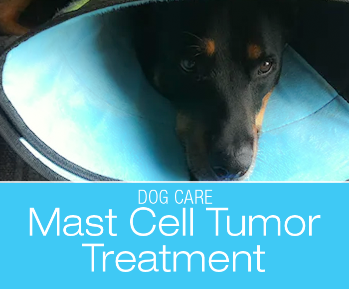 Mast Cell Tumor Treatment: JD's Mast Cell Tumor— Surgery and Pathology Report