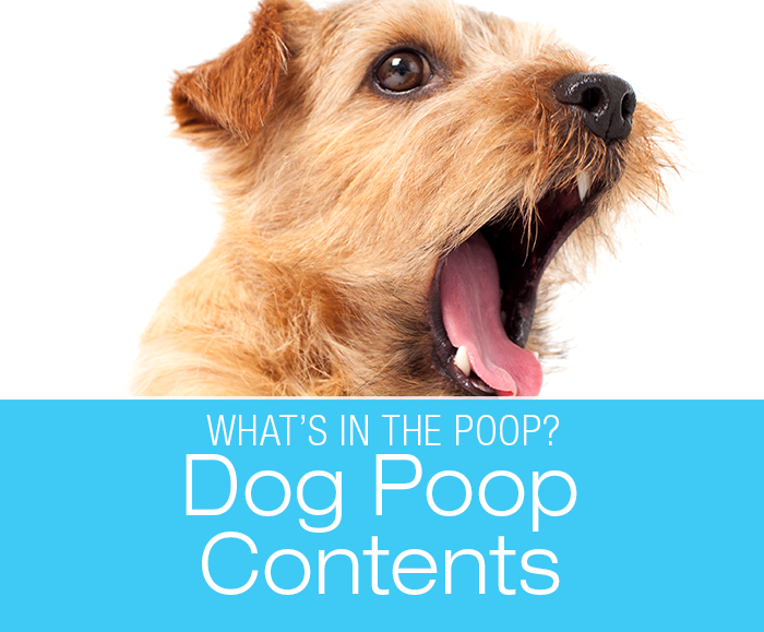 Dog Poop Contents: What Is That Covering My Dog's Poop?