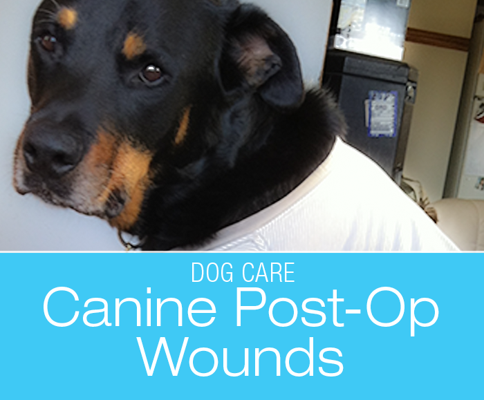 Canine Post-Op Wounds: Taking Care of JD's Wounds