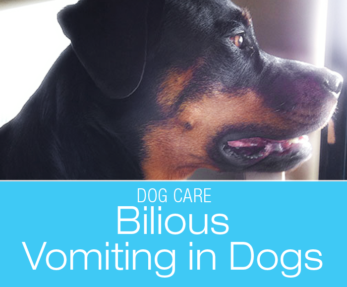 Bilious Vomiting Syndrome in Dogs: Stomach Unhappy from Too Much Bile?