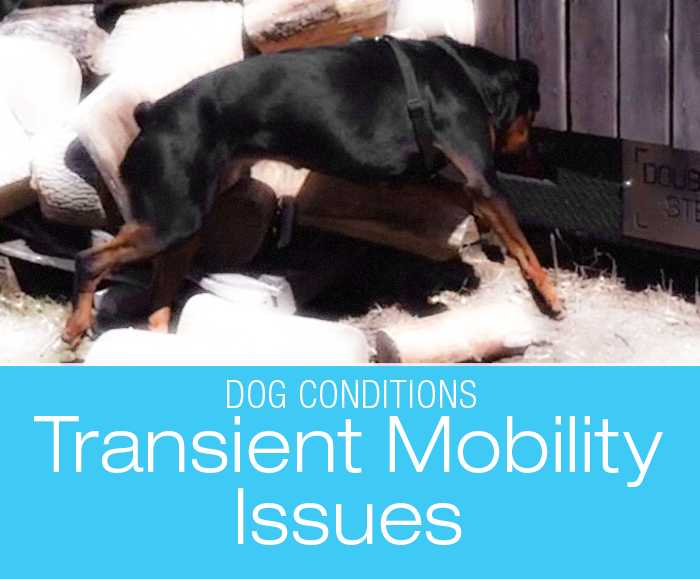 Dog Iliopsoas Injury Diagnosis: Figuring out What Might Be Going on with Cookie's Legs