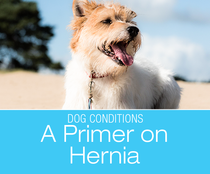 A Primer on Diaphragmatic Hernia in Dogs