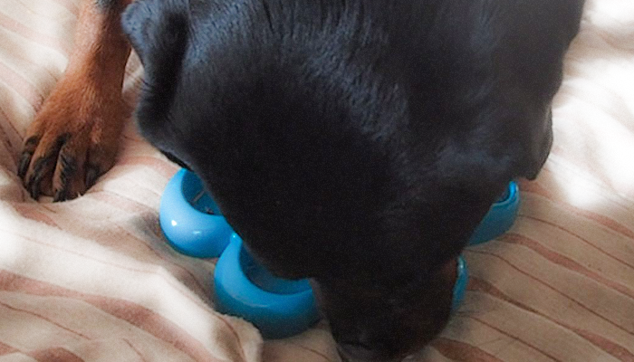 Transient Dog Mobility Issues: Figuring out What Might Be Going on with Cookie’s Legs—The Process