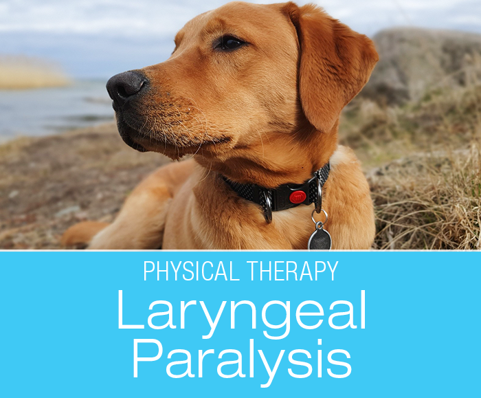 Canine Laryngeal Paralysis - GOLPP: Physical Therapy to Help Dogs with Laryngeal Paralysis