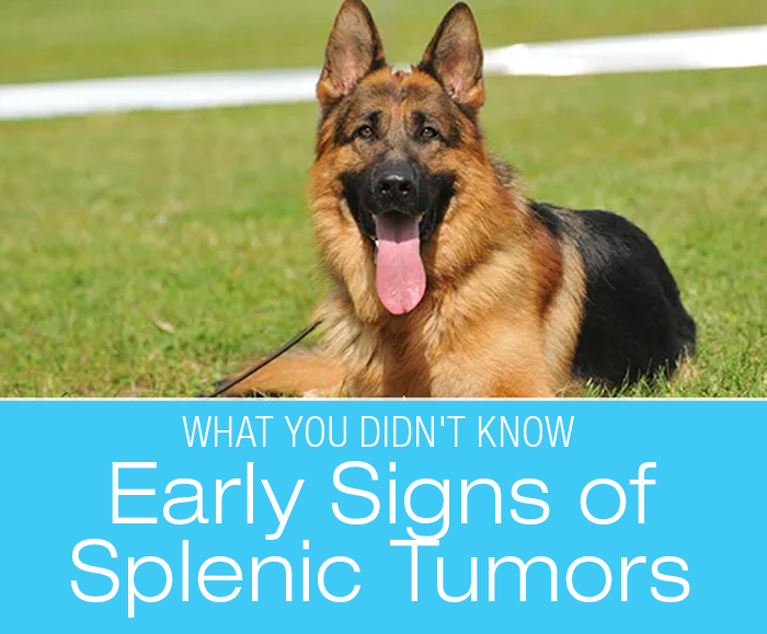 Early Signs of Splenic Tumors: What You Probably Didn't Know about Splenic Tumors in Dogs