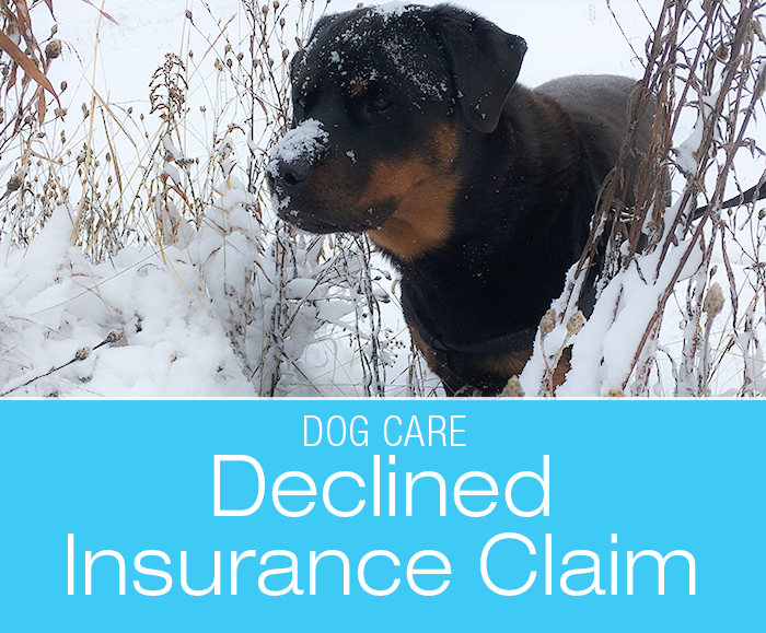 Insurance and Declined Claims: Our First Declined Trupanion Claim