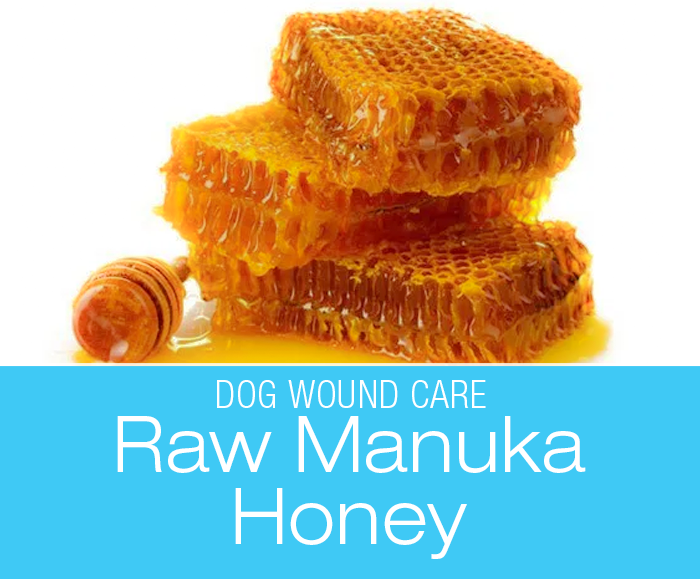 Dog Wounds and Manuka Honey: Our Experience Using Raw Manuka Honey for Wound Care