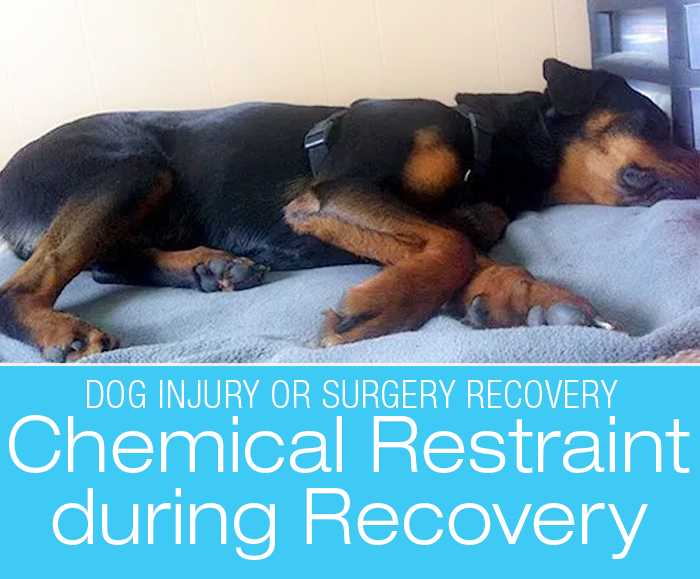 Dog Recovery Chemical Restraint: Our Use of Trazodone during Cookie's Iliopsoas Injury Recovery