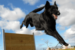 Canine Iliopsoas Injury: A Common Undiagnosed Injury in Dogs