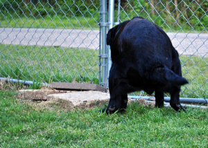 Canine Iliopsoas Injury: A Common Undiagnosed Injury in Dogs